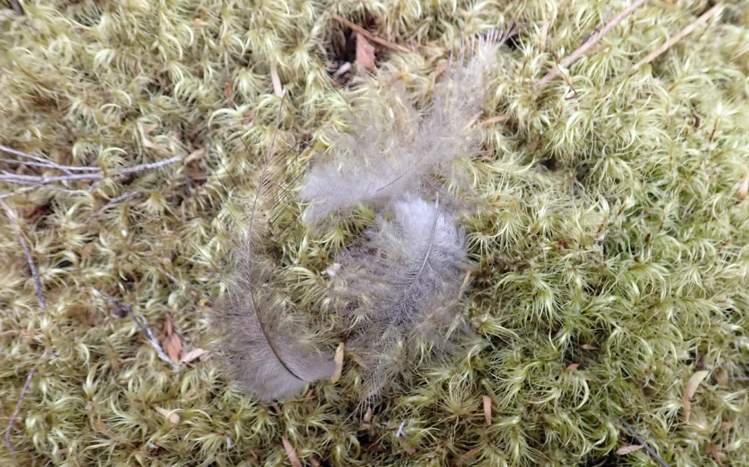 File:Apteryx mantelli 106965242.jpg