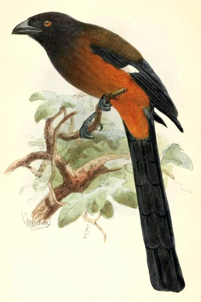 File:Dendrocitta bayleii.jpg