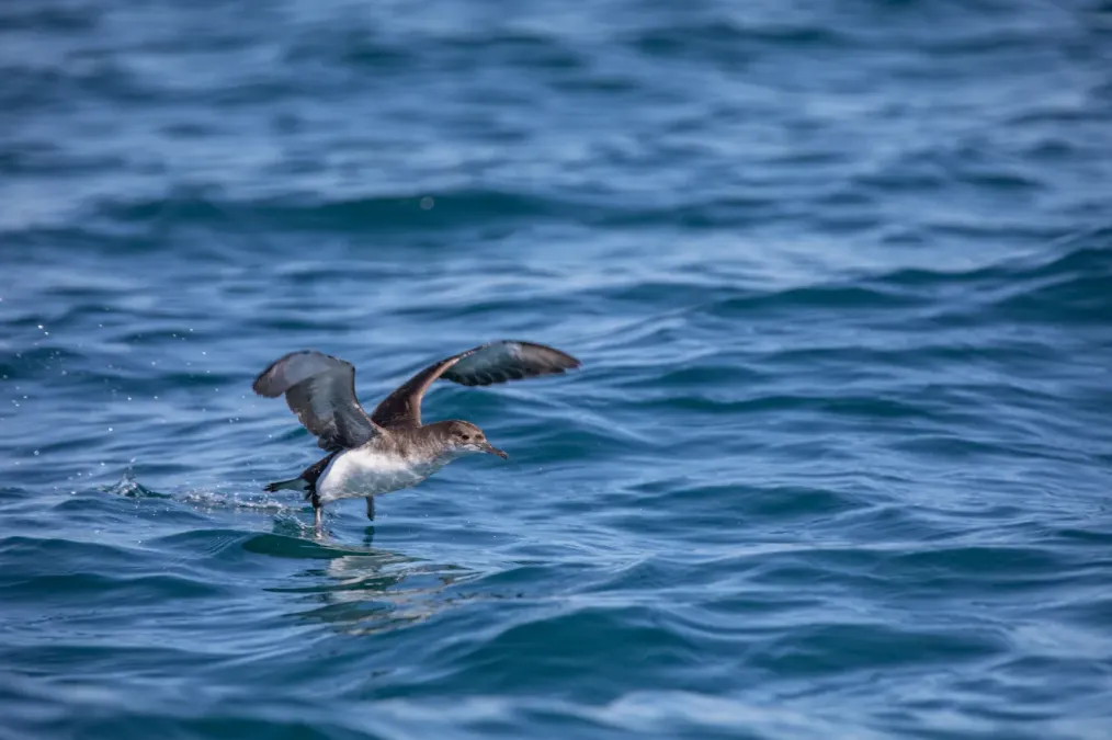 File:Puffinus gavia-pattering.jpg