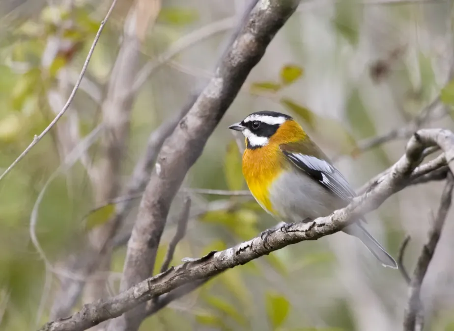File:Spindalis zena pretrei, Ciego de Avila Province, Cuba 1.jpg