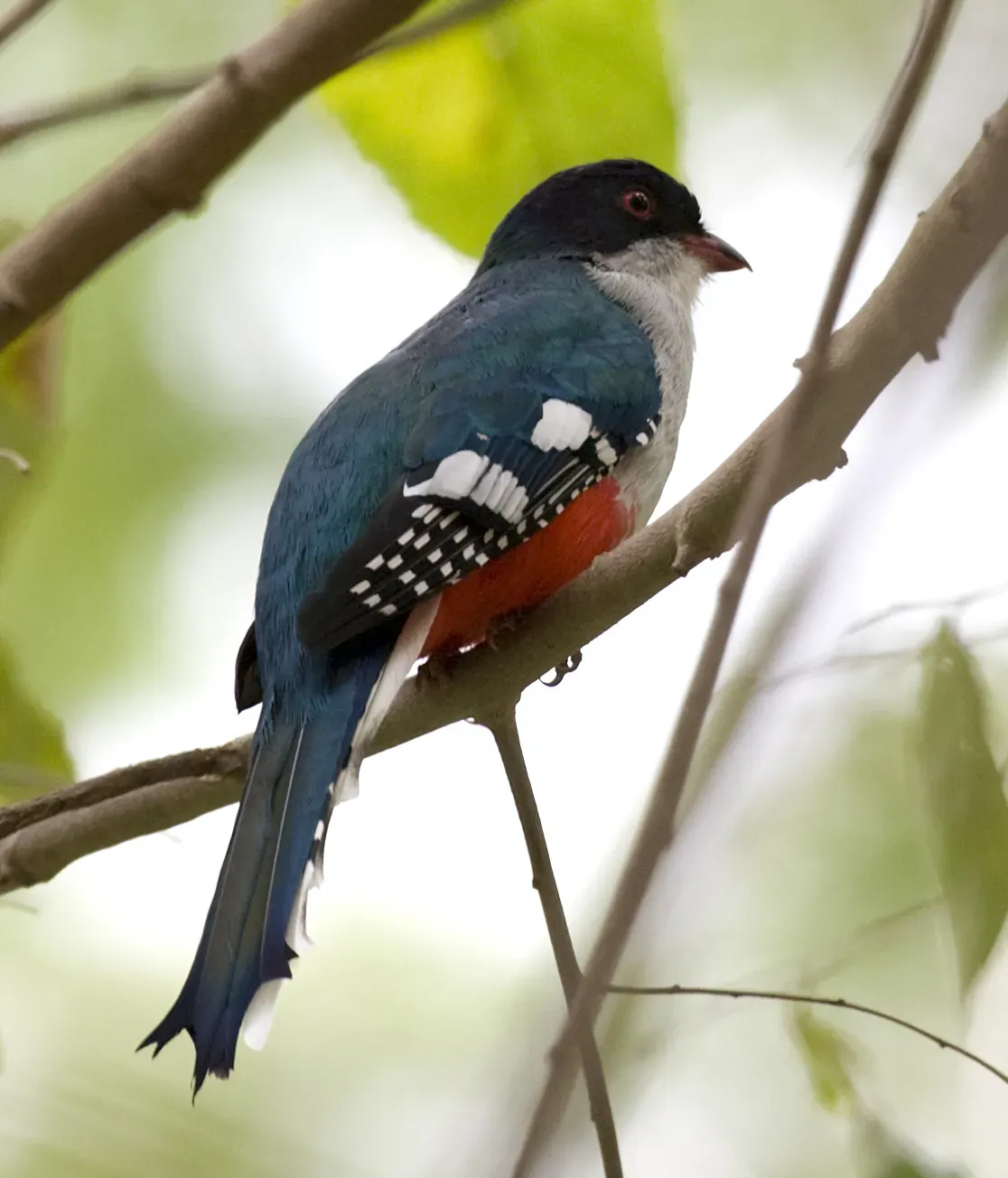 File:Priotelus temnurus -Camaguey, Camaguey Province, Cuba-8.jpg