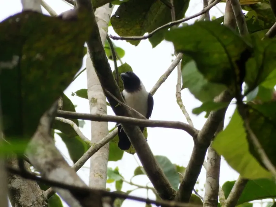 File:Corvus typicus, South Buton Regency, Southeast Sulawesi, Indonesia 1.jpg