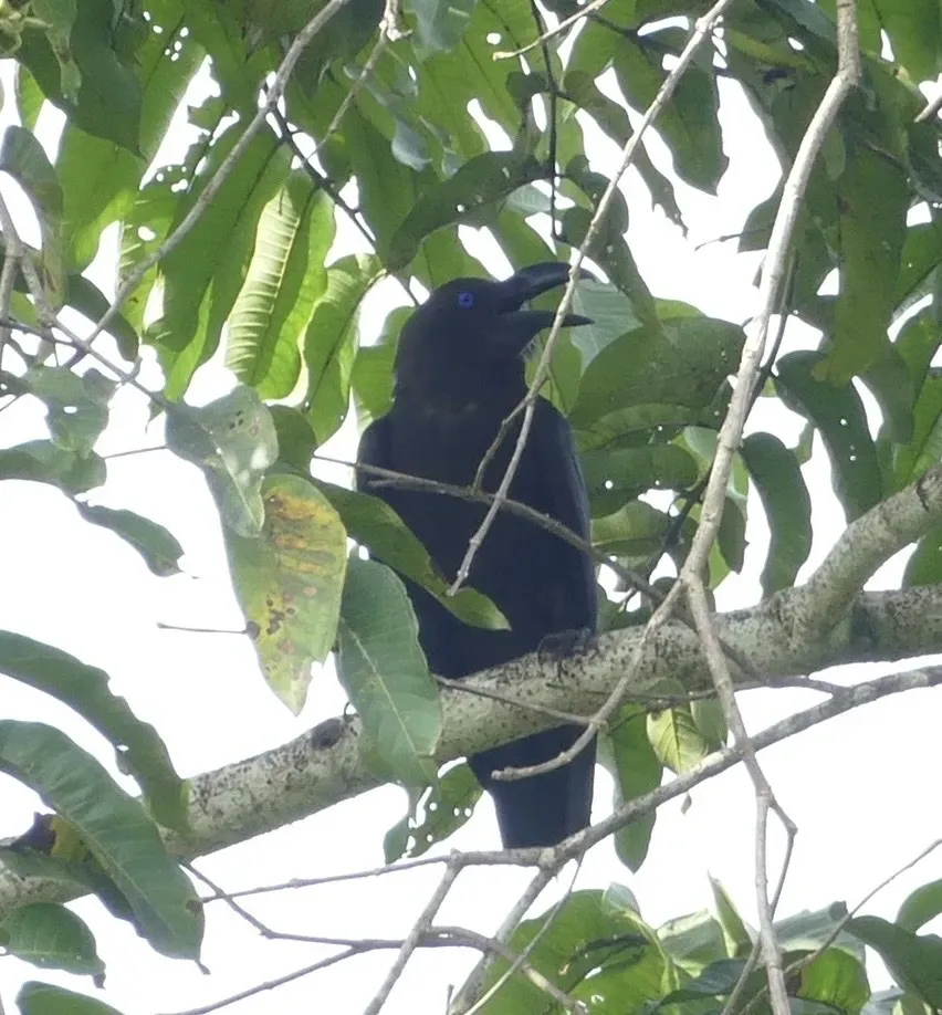 File:Corvus fuscicapillus, Pulau Waigeo, Raja Ampat, West Papua, Indonesia 1.jpg