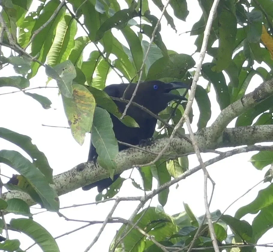 File:Corvus fuscicapillus, Pulau Waigeo, Raja Ampat, West Papua, Indonesia 2.jpg