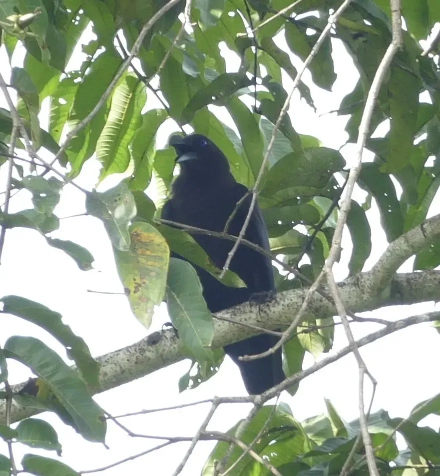 File:Corvus fuscicapillus, Pulau Waigeo, Raja Ampat, West Papua, Indonesia 3.jpg