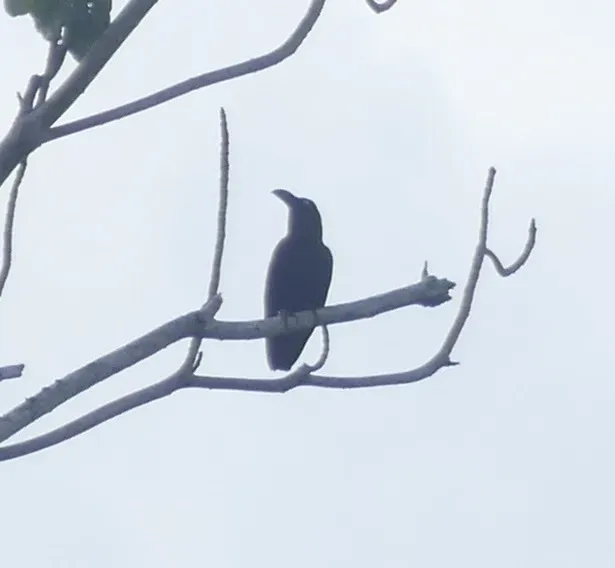 File:Corvus fuscicapillus, Pulau Waigeo, Raja Ampat, West Papua, Indonesia 4.jpg