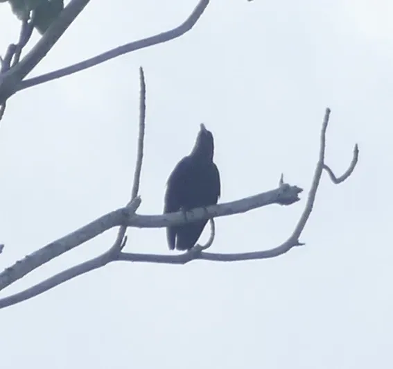 File:Corvus fuscicapillus, Pulau Waigeo, Raja Ampat, West Papua, Indonesia 5.jpg