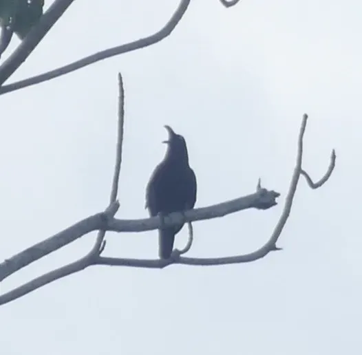 File:Corvus fuscicapillus, Pulau Waigeo, Raja Ampat, West Papua, Indonesia 6.jpg