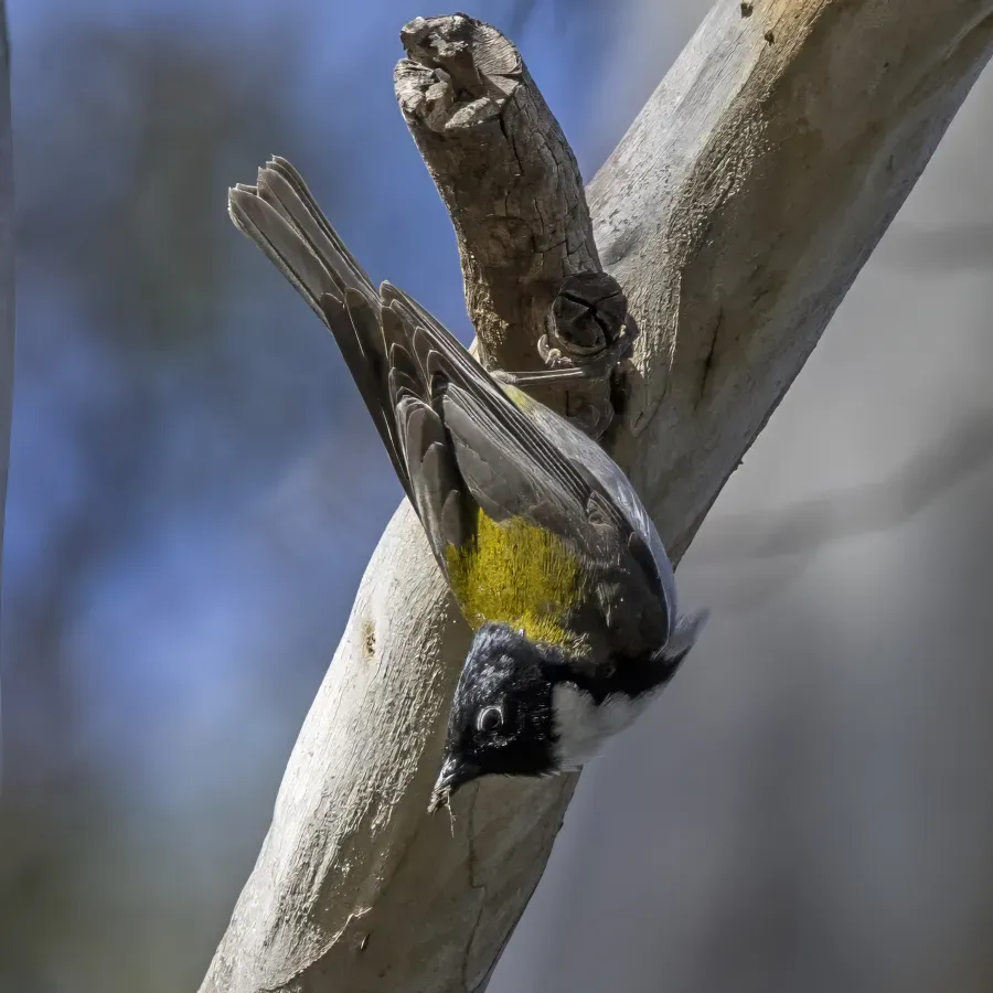 File:Black-headed honeyeater (Melithreptus affinis) South Bruny.jpg