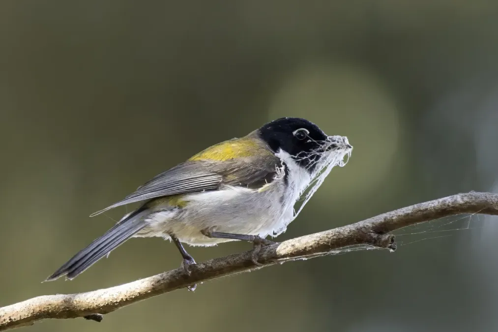 File:Black-headed honeyeater (Melithreptus affinis) South Bruny 2.jpg