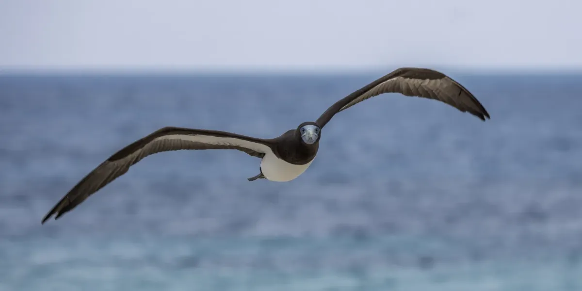 File:Brown booby (Sula leucogaster plotus) male in flight Michaelmas Cay.jpg