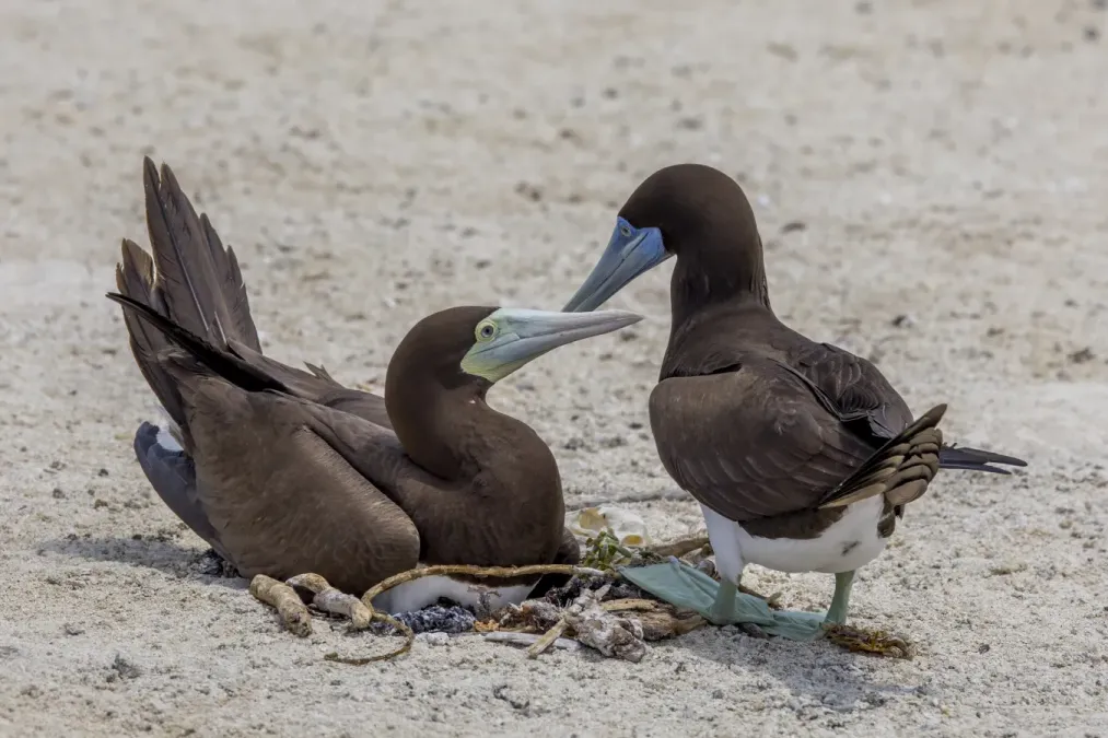 File:Brown booby (Sula leucogaster plotus) pair Michaelmas Cay.jpg
