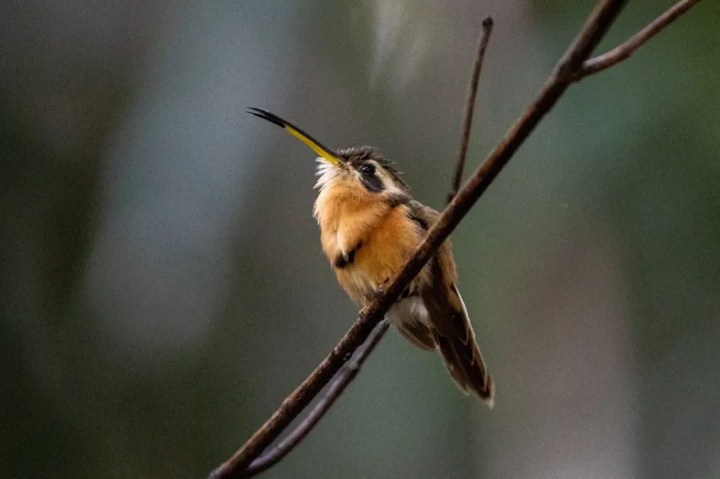 File:Phaethornis ruber 229608812.jpg