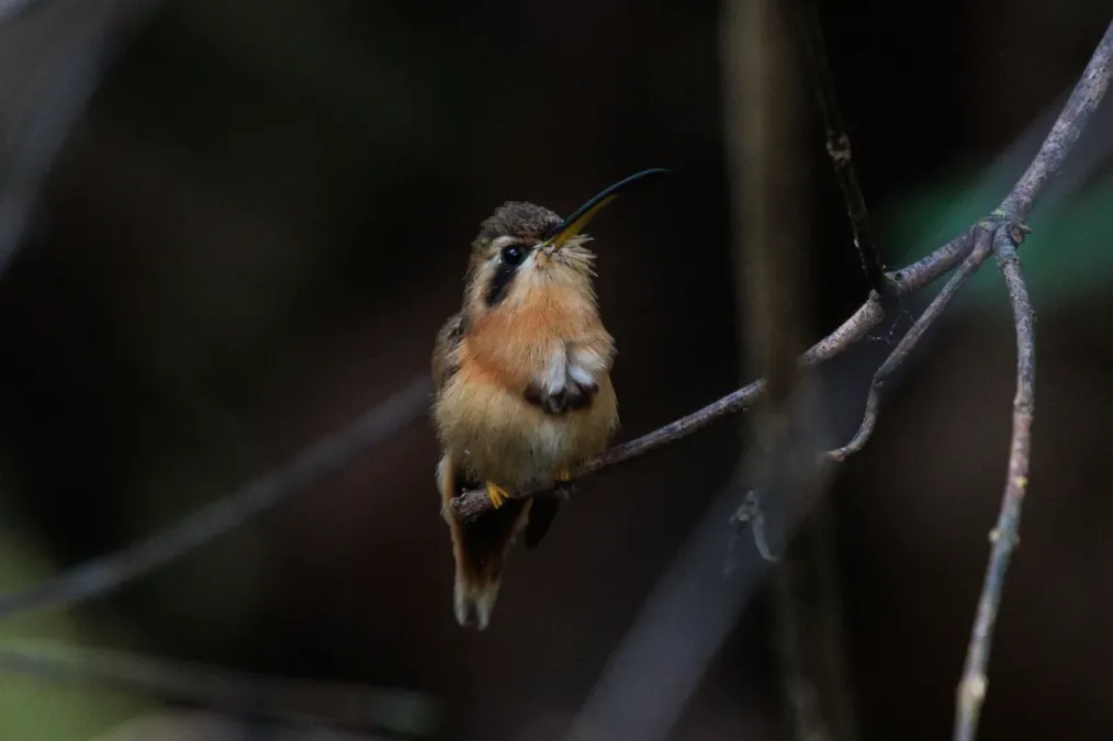 File:Phaethornis ruber 310558780.jpg