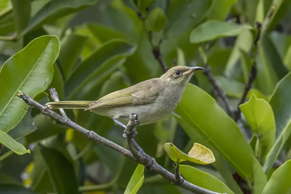 File:Brown honeyeater (Lichmera indistincta indistincta) Darwin.jpg