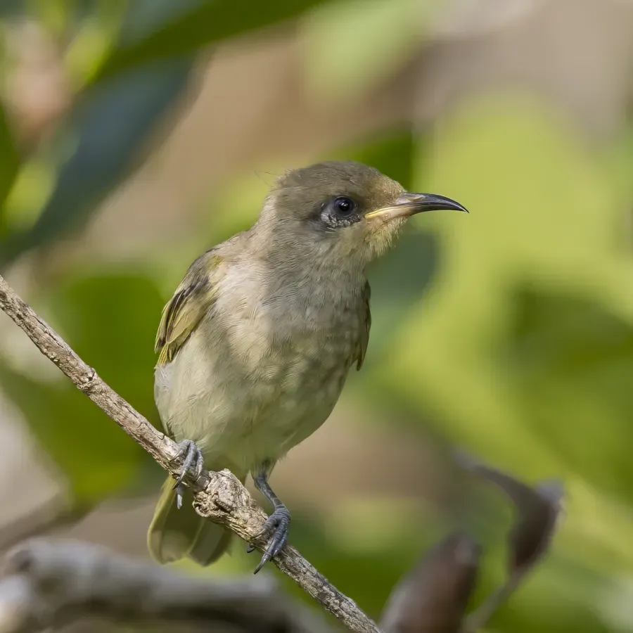 File:Brown honeyeater (Lichmera indistincta indistincta) Darwin 2.jpg
