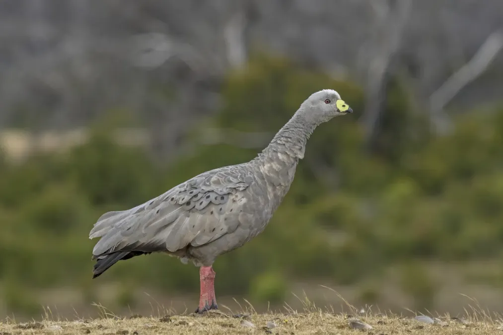 File:Cape Barren goose (Cereopsis novaehollandiae) Kangaroo Island.jpg