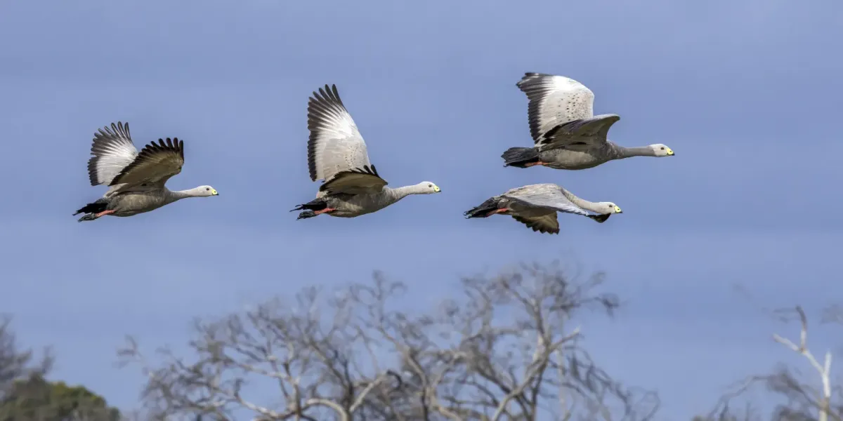 File:Cape Barren geese (Cereopsis novaehollandiae) in flight Kangaroo Island 2.jpg