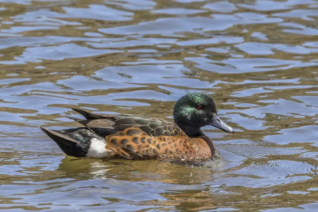 File:Chestnut teal (Anas castanea) male Maria Island.jpg