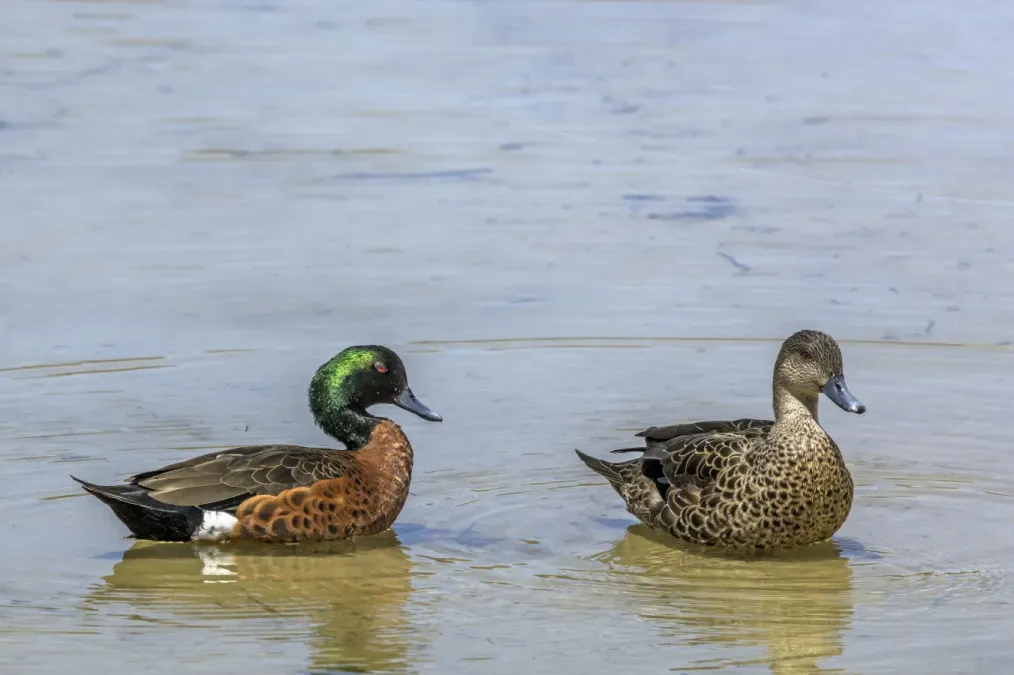 File:Chestnut teal (Anas castanea) pair Maria Island.jpg