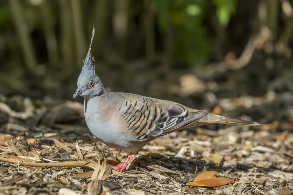 File:Crested pigeon (Ocyphaps lophotes lophotes) Adelaide.jpg