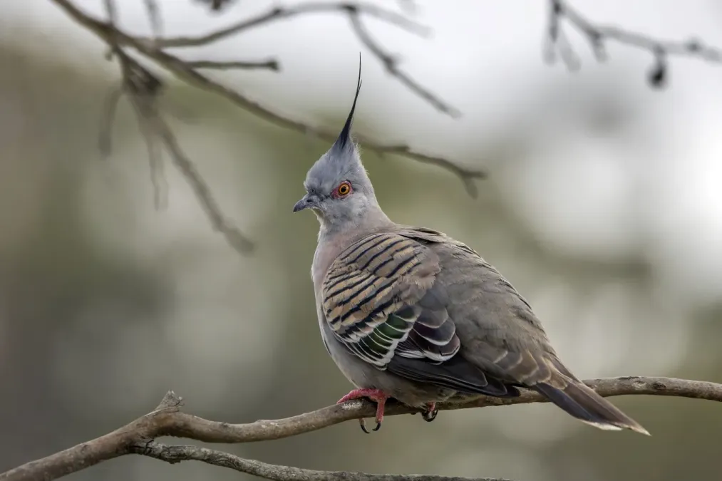 File:Crested pigeon (Ocyphaps lophotes lophotes) Sydney.jpg
