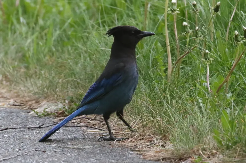 File:Cyanocitta stelleri, Turnagain, Anchorage, Alaska 1.jpg