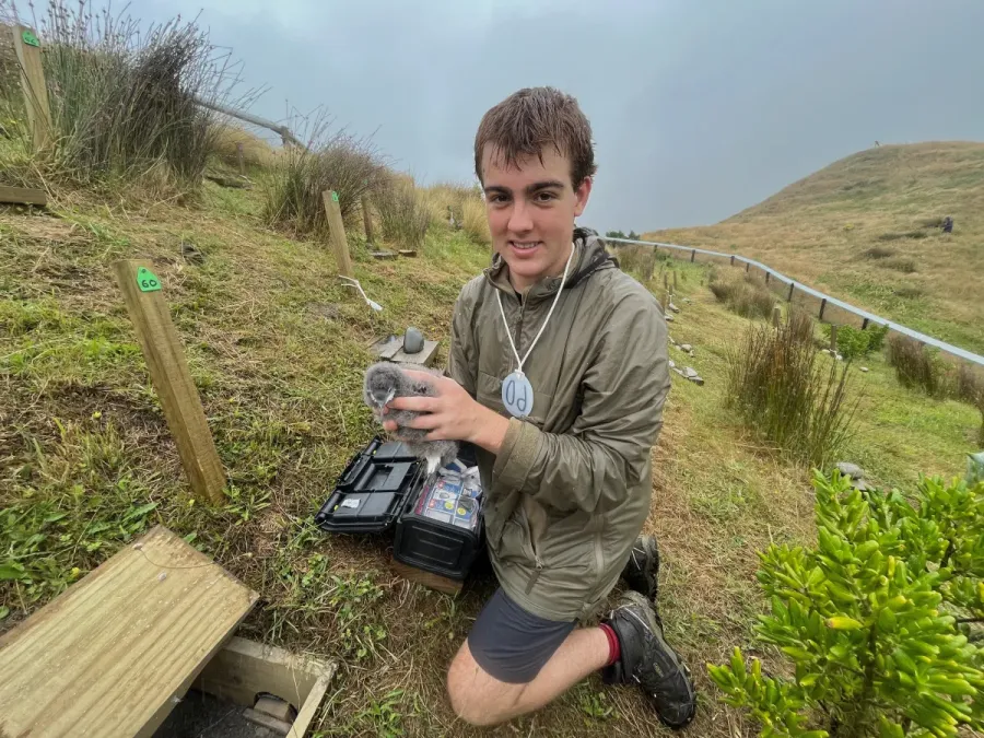 File:Nate Wilbourne with Puffinus gavia.jpg