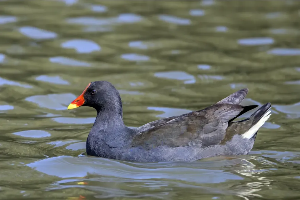 File:Dusky moorhen (Gallinula tenebrosa tenebrosa) Sydney 2.jpg