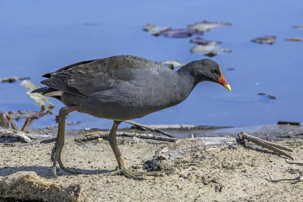 File:Dusky moorhen (Gallinula tenebrosa tenebrosa) Sydney.jpg