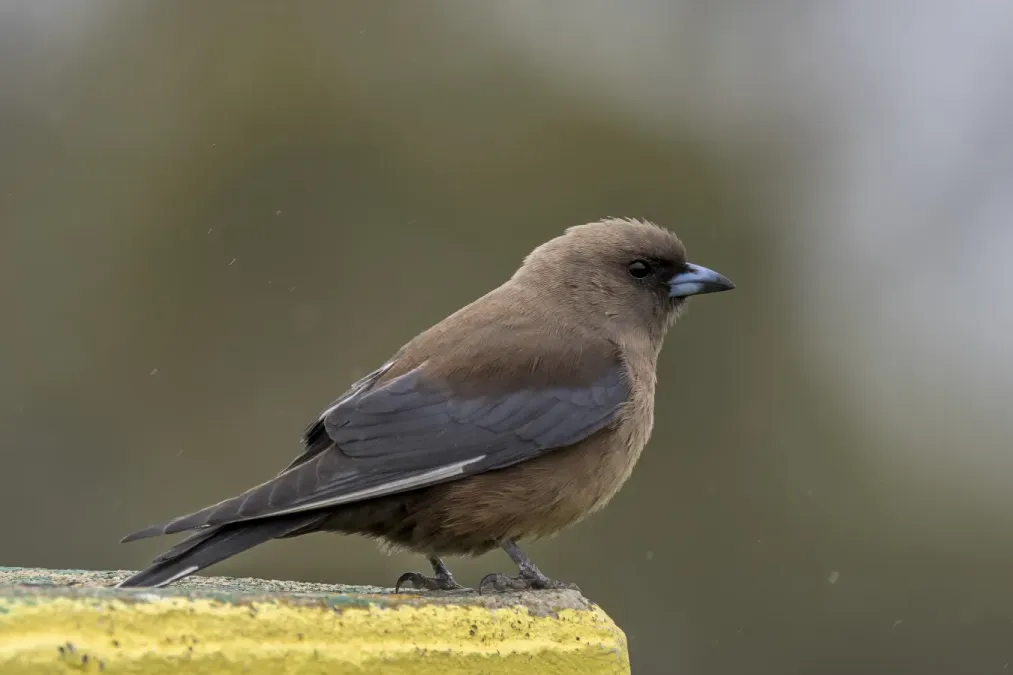 File:Dusky woodswallow (Artamus cyanopterus cyanopterus) Penneshaw.jpg