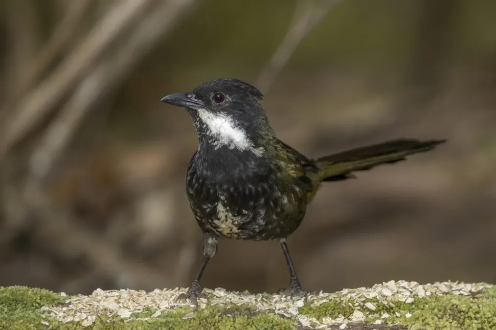 File:Eastern whipbird (Psophodes olivaceus lateralis) Atherton.jpg