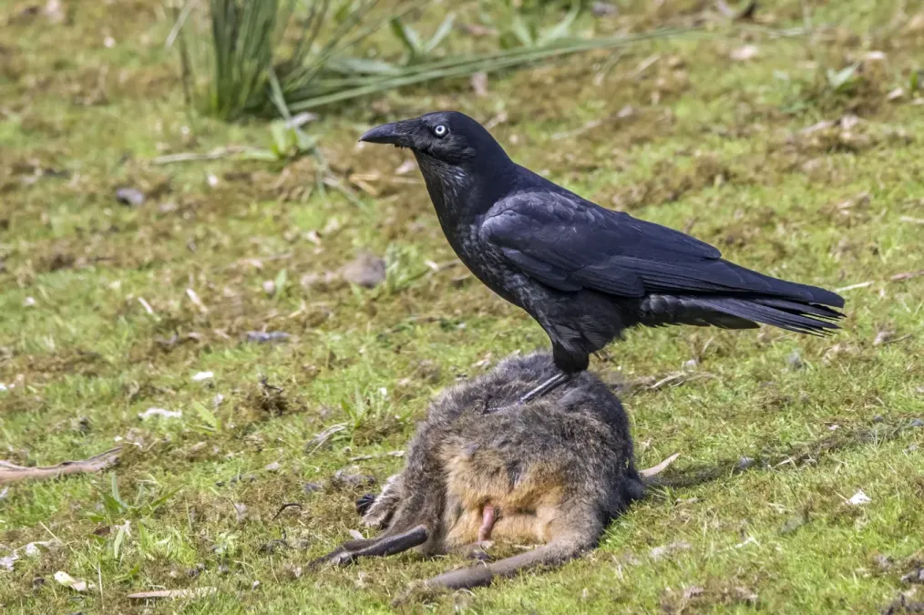 File:Forest raven (Corvus tasmanicus) on pademelon road kill South Bruny.jpg