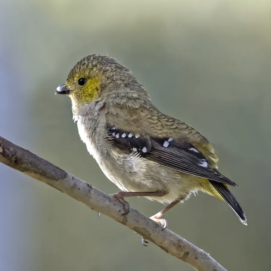 File:Forty-spotted pardalote (Pardalotus quadragintus) South Bruny 3.jpg