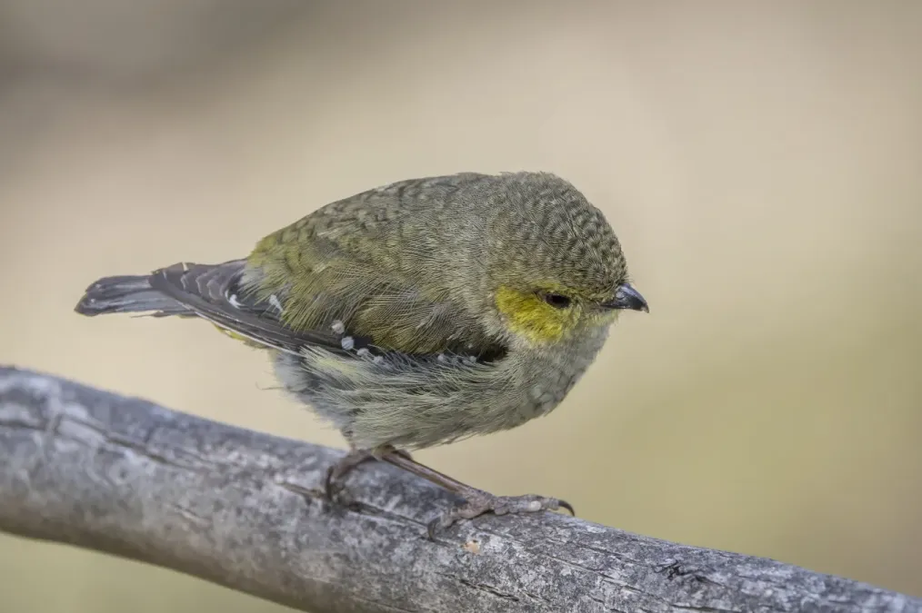 File:Forty-spotted pardalote (Pardalotus quadragintus) South Bruny.jpg
