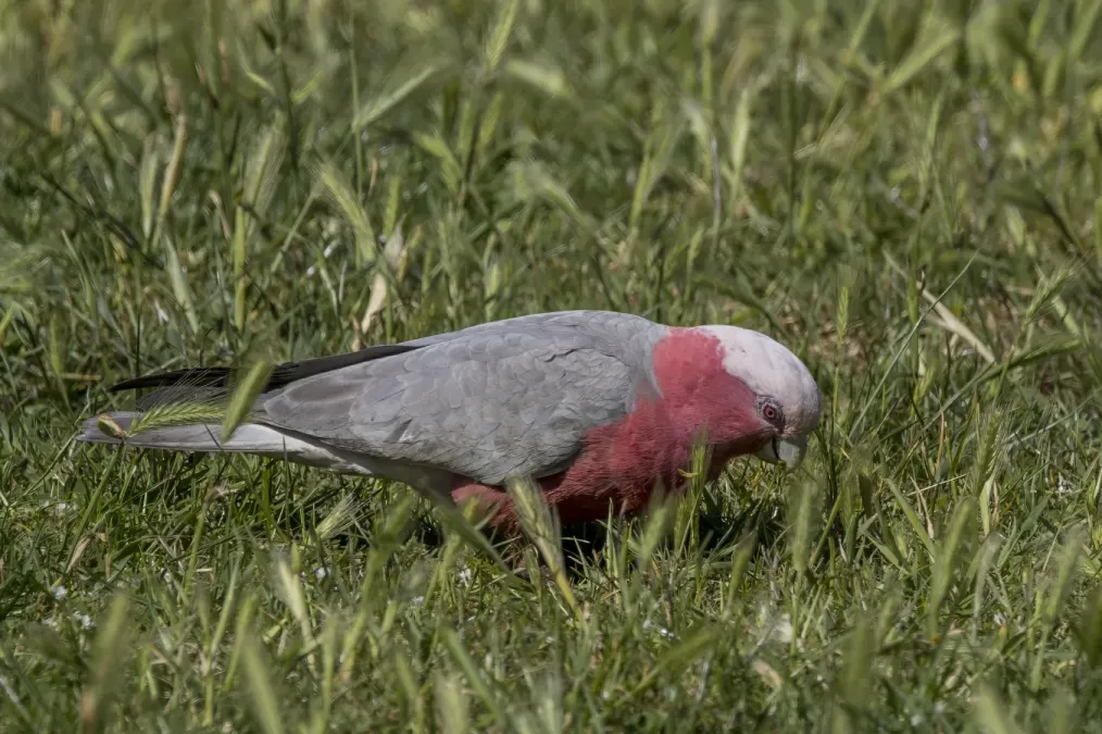 File:Galah (Eolophus roseicapilla albiceps) female Scottsdale.jpg