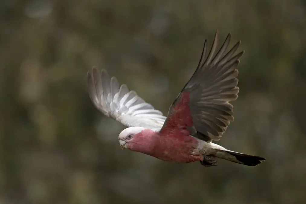 File:Galah (Eolophus roseicapilla) female in flight Mount Pleasant.jpg