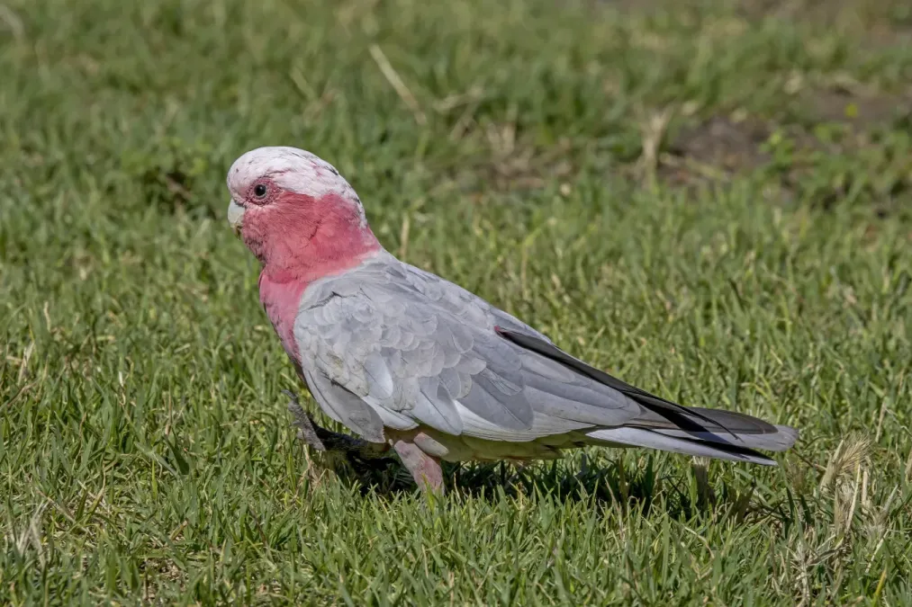 File:Galah (Eolophus roseicapilla albiceps) male Adelaide.jpg