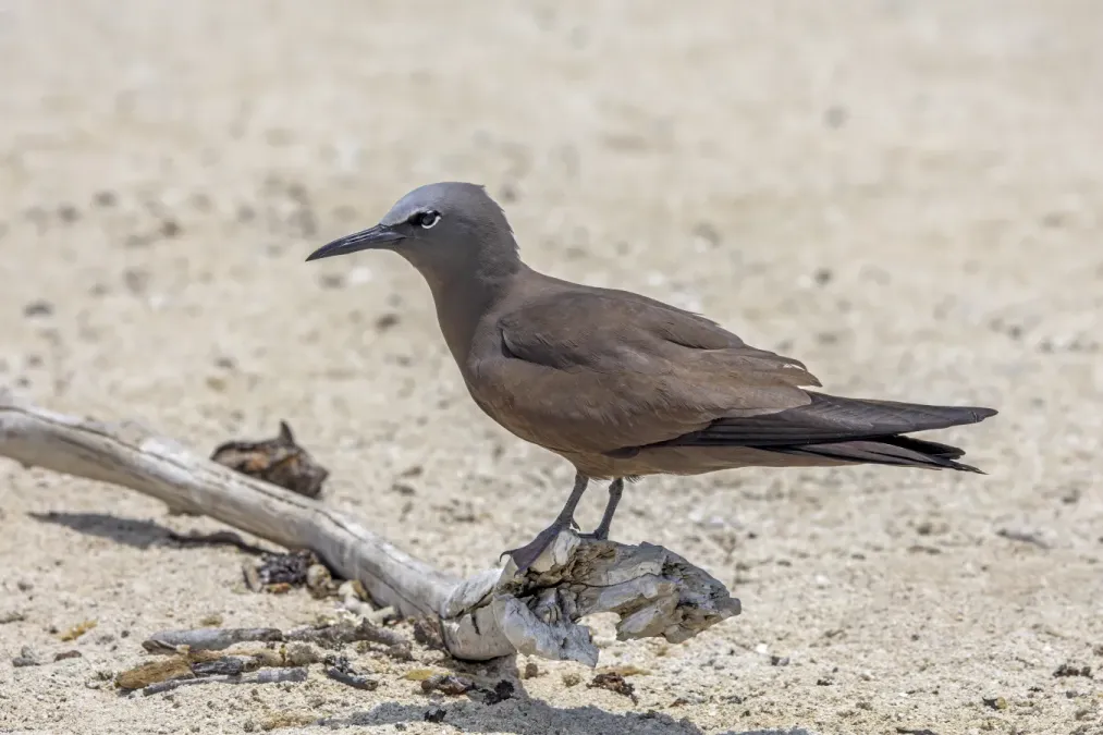 File:Common noddy (Anous stolidus pileatus) Michaelmas Cay.jpg