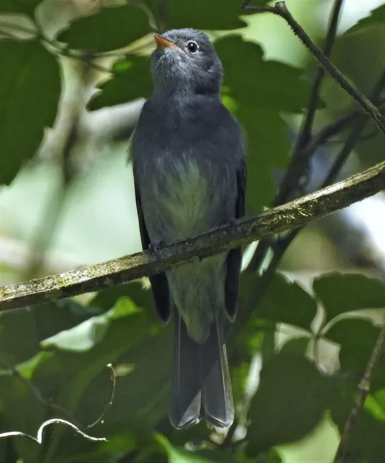 File:Elaenia strepera 201367178.jpg
