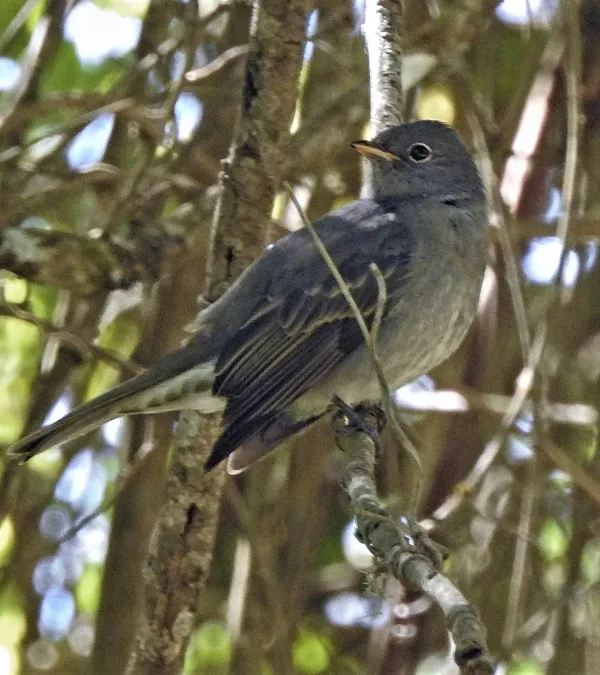 File:Elaenia strepera 201366841.jpg
