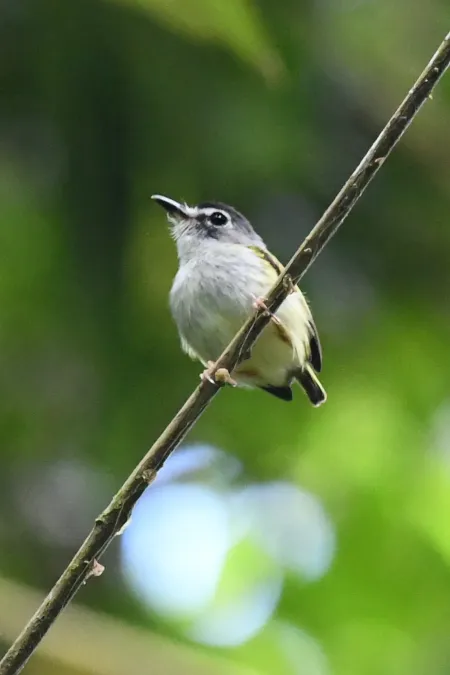 File:Myiornis atricapillus 176766714.jpg