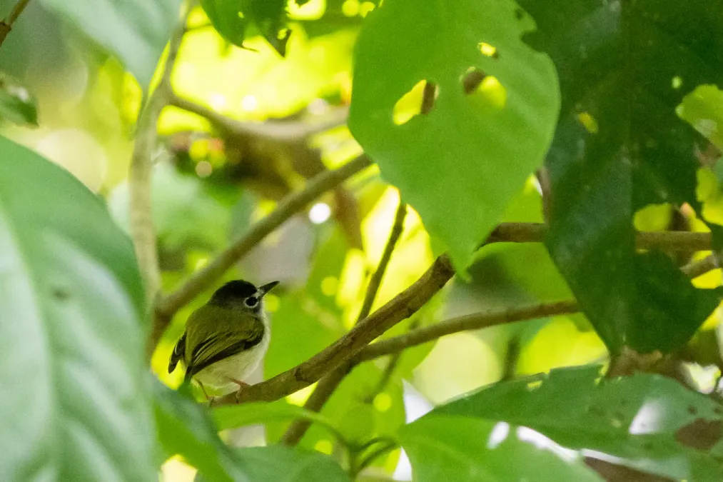 File:Myiornis atricapillus 176617805.jpg