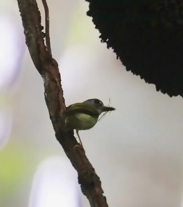 File:Myiornis atricapillus 40481996.jpg