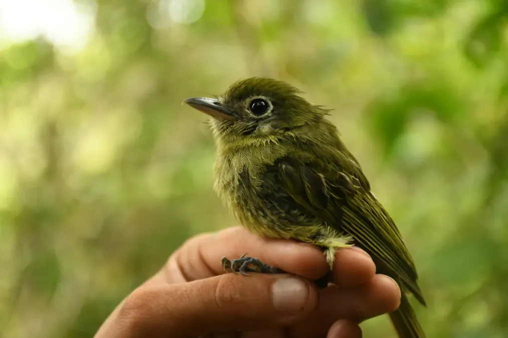 File:Rhynchocyclus brevirostris 131995799.jpg