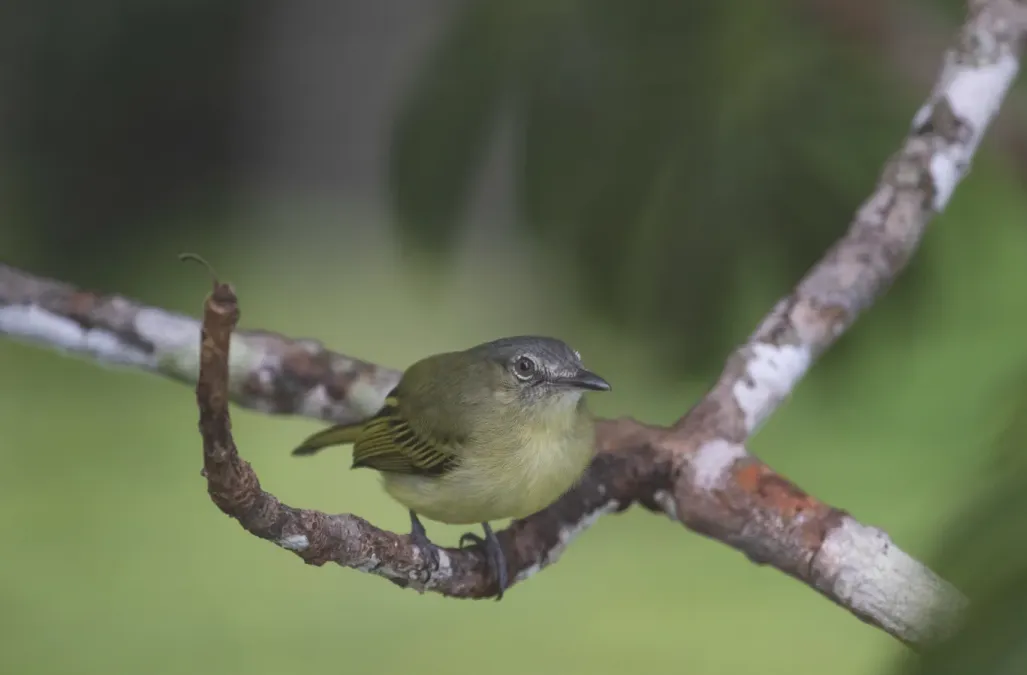 File:Tolmomyias poliocephalus 184927145.jpg