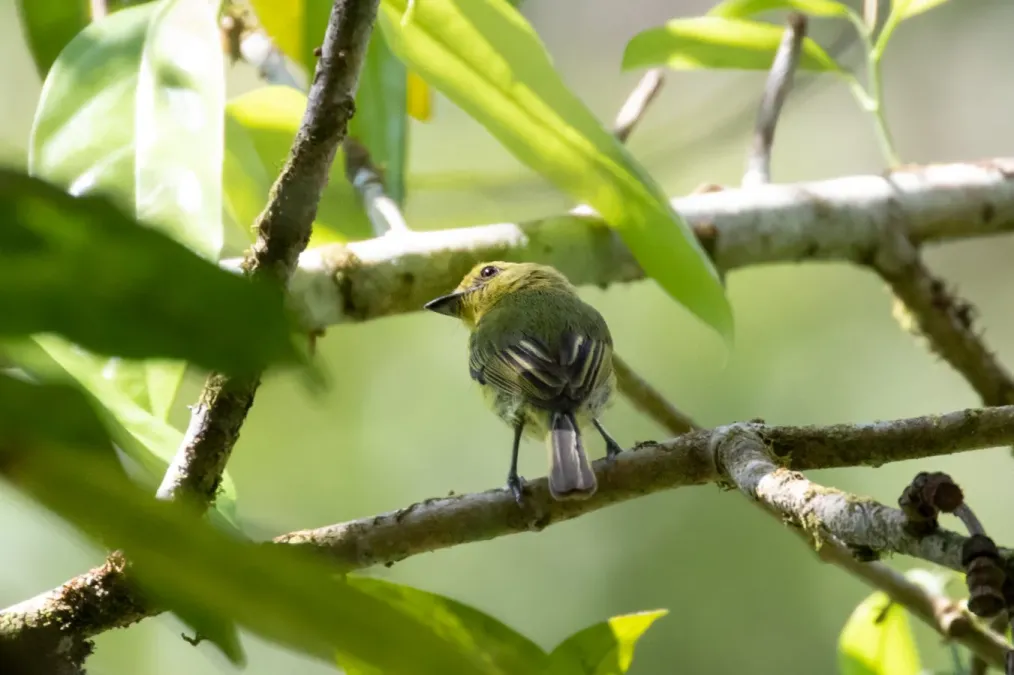 File:Tolmomyias viridiceps 96517504.jpg