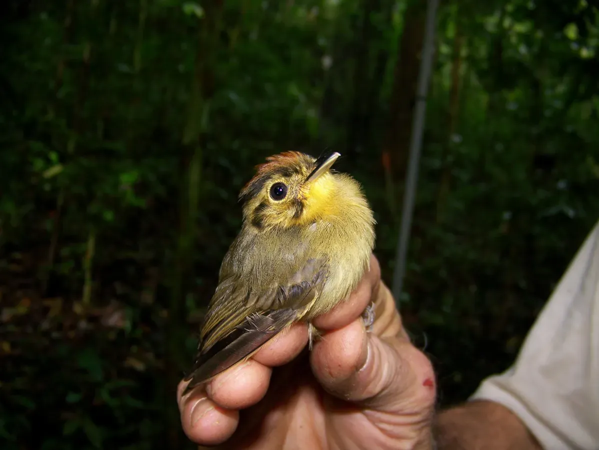File:Platyrinchus coronatus 159921648.jpg