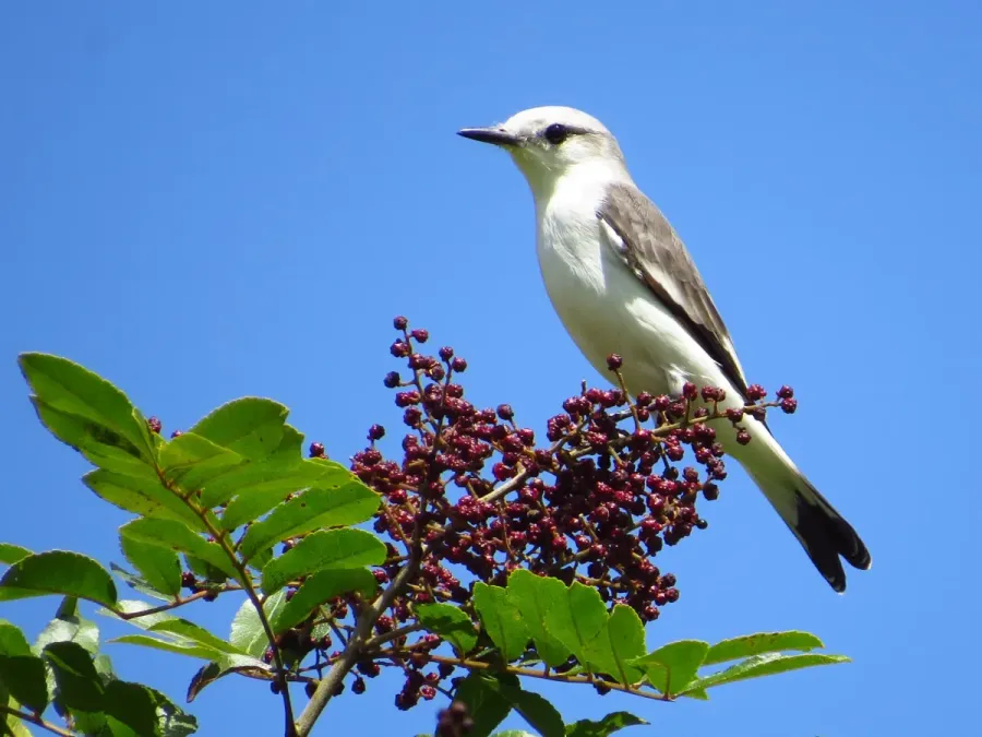 File:Xolmis velatus 183018237.jpg