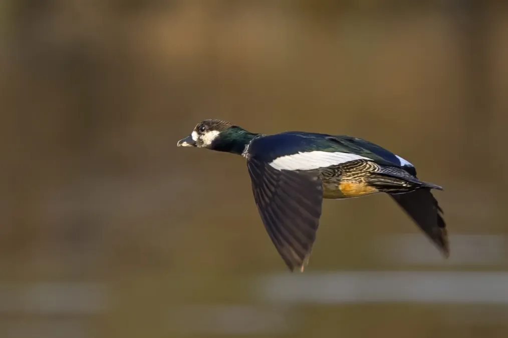 File:Green pygmy-goose (Nettapus pulchellus) male in flight Kakadu.jpg